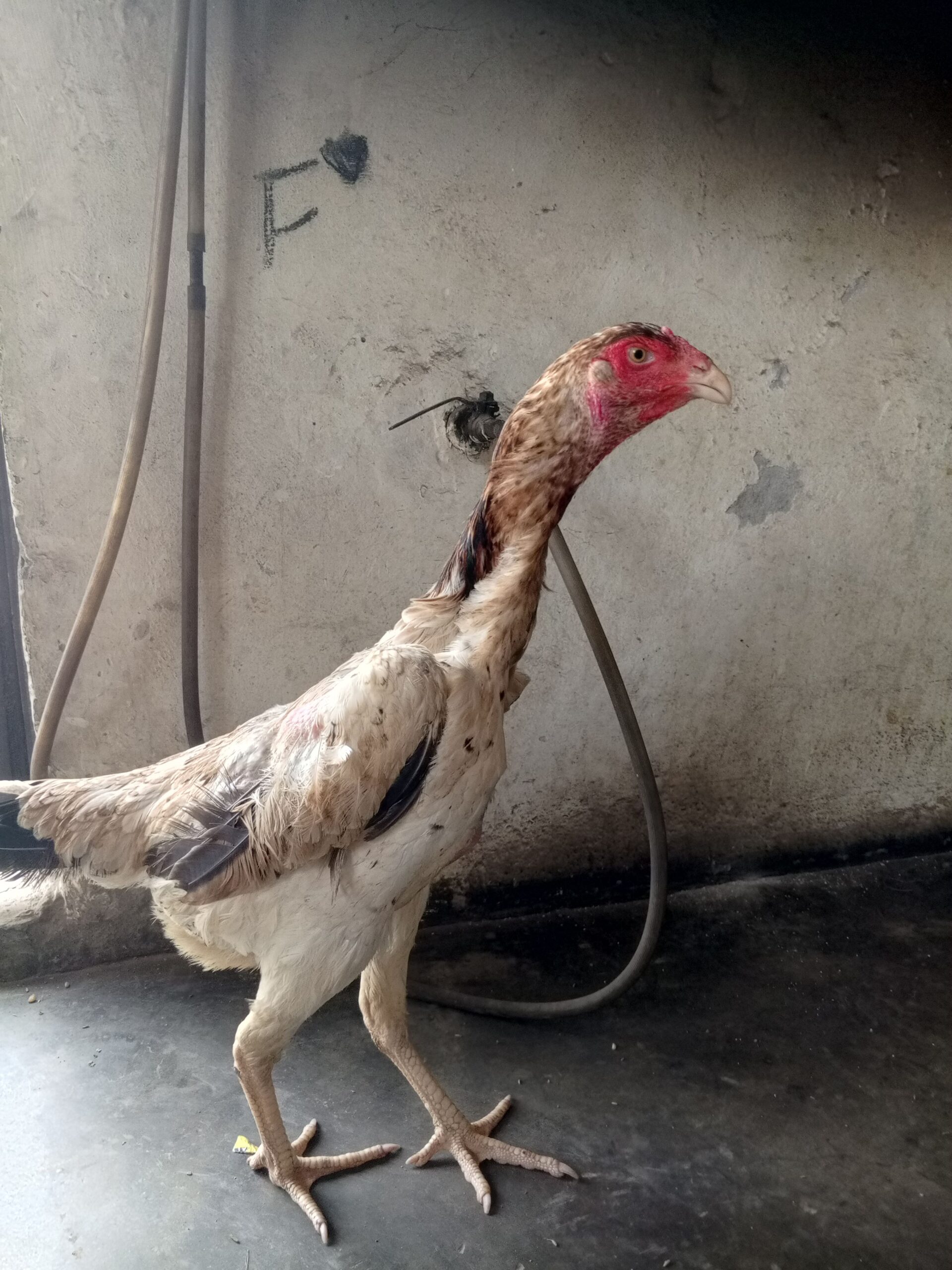 Shamo japanese murgi female sale
