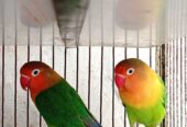 Lovebird pair with eggs