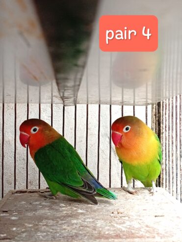 Lovebird pair with eggs
