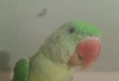 LOVELY RAW Parrot