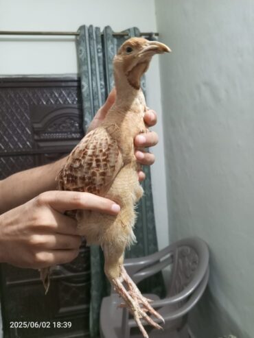 Irani Breedar Male