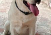 Labrador male available for stud in pedigree