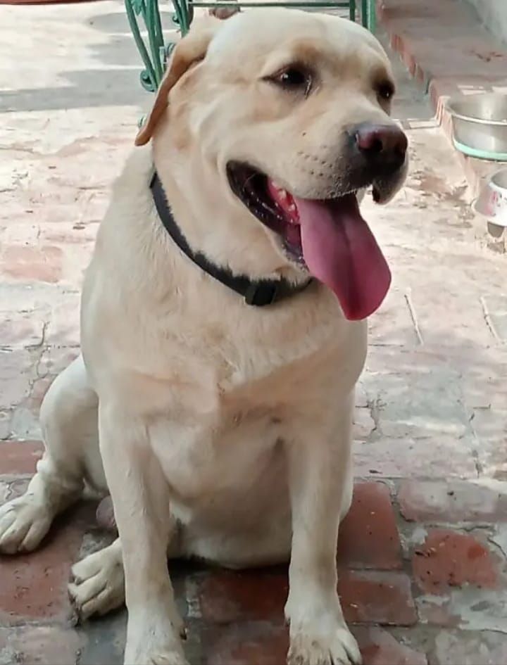 Labrador male available for stud in pedigree