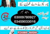 Army Dog Center Peshawar 03459033016 ( Khoji Dogs Contact Number Peshawar)