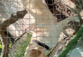 Labrador male available for stud in pedigree