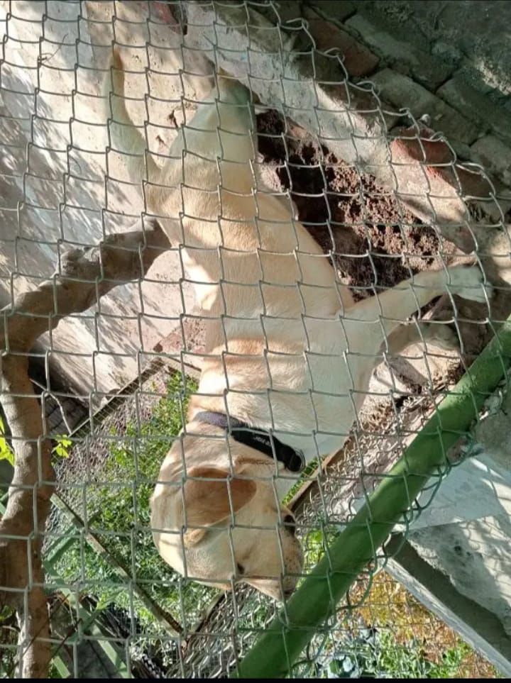 Labrador male available for stud in pedigree