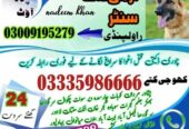 Army Dog Center Pabbi Nowshera 03335986666 | Khoji Dogs Contact Number