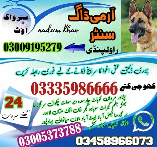 Army Dog Center Pabbi Nowshera 03335986666 | Khoji Dogs Contact Number