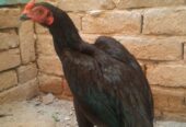 Thai aseel patha for sale in sialkot