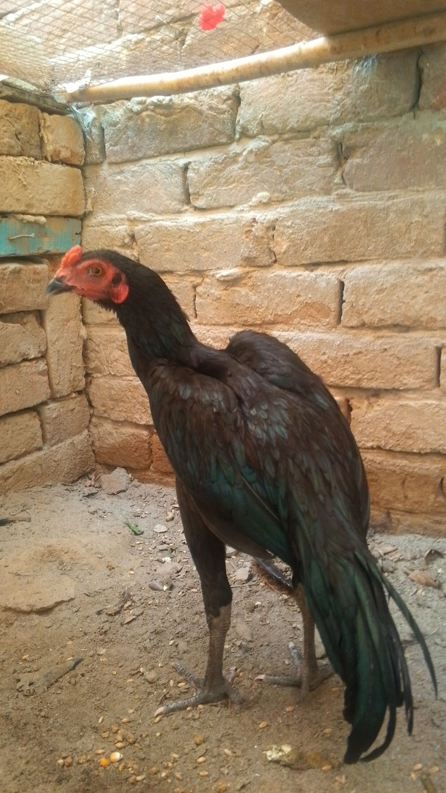 Thai aseel patha for sale in sialkot