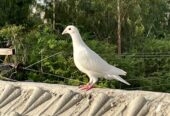 2 Qasid Females for sale