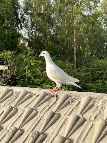 2 Qasid Females for sale
