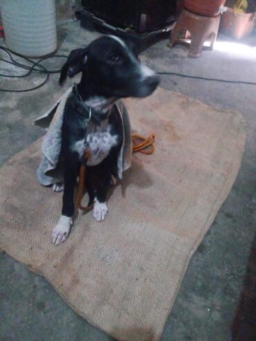 Bulli & Gultair Cross (03284367551)