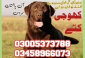 Army Dog Center Charsadda 03018665280 | کھوجی ڈاگ