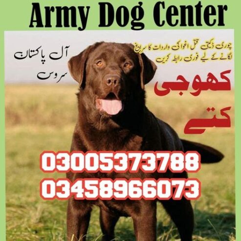 Army Dog Center Charsadda 03018665280 | کھوجی ڈاگ