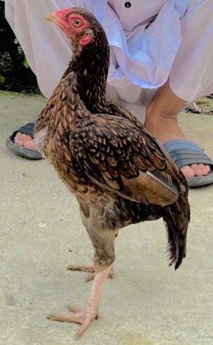 Hen