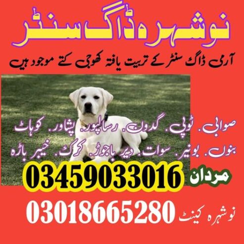 Khoji Dog Center Nowshera 03018665280 (Khoji Kutte)