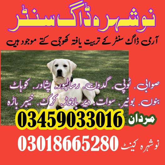 Khoji Dog Center Nowshera 03018665280 (Khoji Kutte)