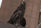Male falcon