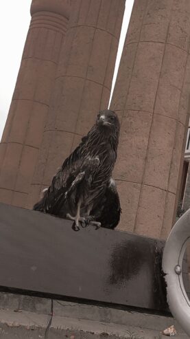 Male falcon