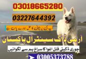 Army Dog Center Khyber_Pakhtunkhwa 03018665280