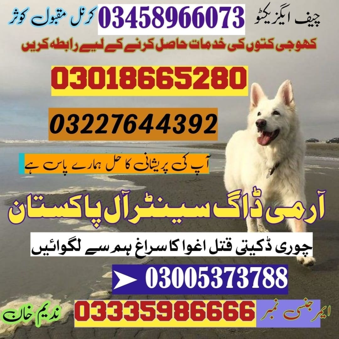 Army Dog Center Dera Ismail Khan 03009780927 khoji dogs