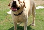Labrador male available for stud in pedigree