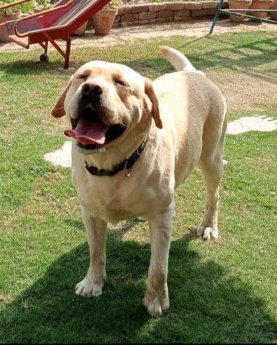 Labrador male available for stud in pedigree