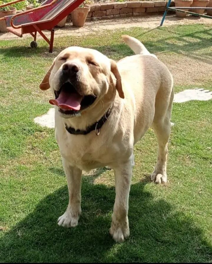 Labrador male available for stud in pedigree