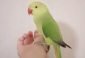 Green ringneck parrot handtame