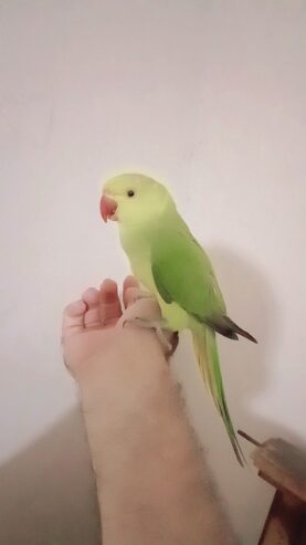 Green ringneck parrot handtame