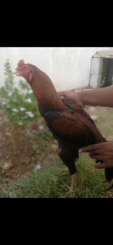 Aseel lakha 12 month for sale