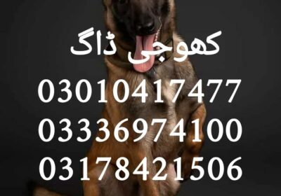 49883976-98cb-4ed9-a049-8e545f5f6eaa