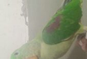 Talking Raw Parrot