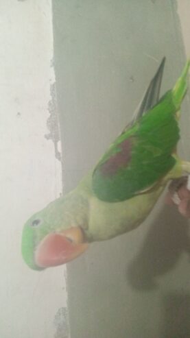 Talking Raw Parrot