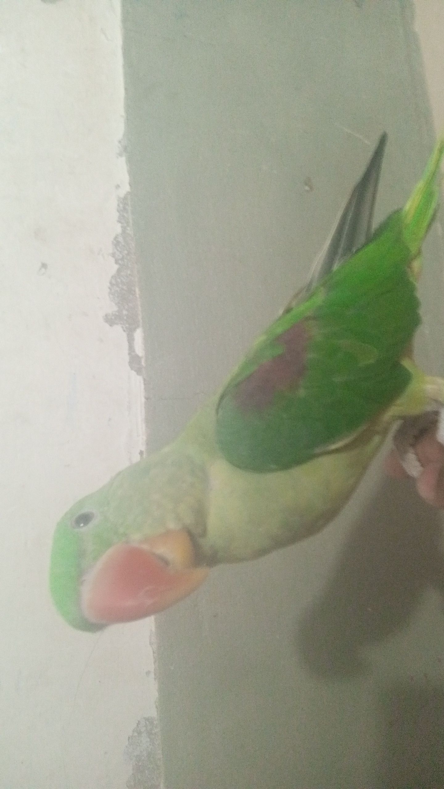 Talking Raw Parrot