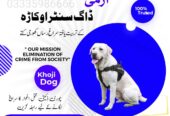 Khoji Dogs Okara 03005373788 | Khoji Kutta Service Okara
