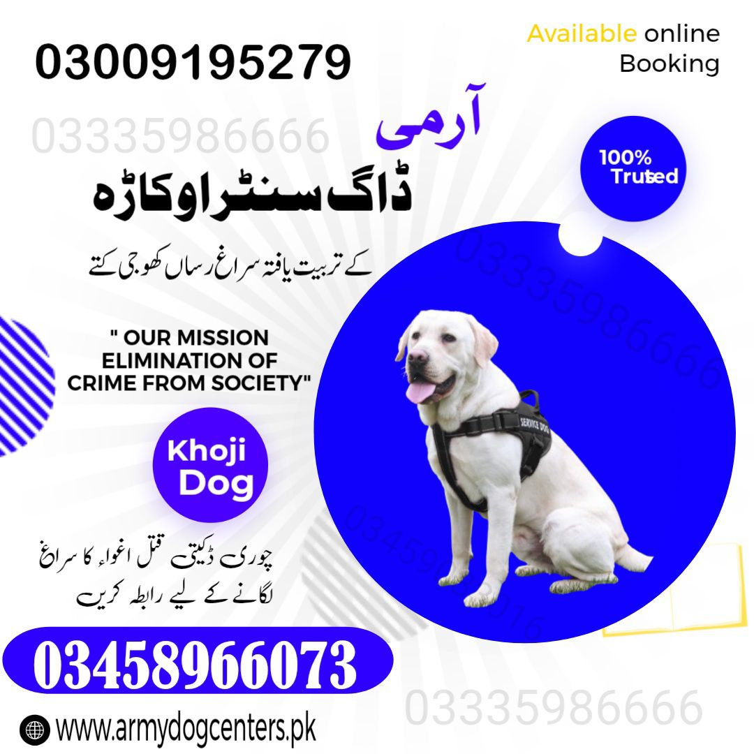 Khoji Dogs Okara 03005373788 | Khoji Kutta Service Okara