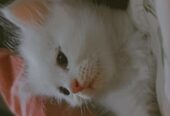 White Odd Eyes Persian kitten available for sale