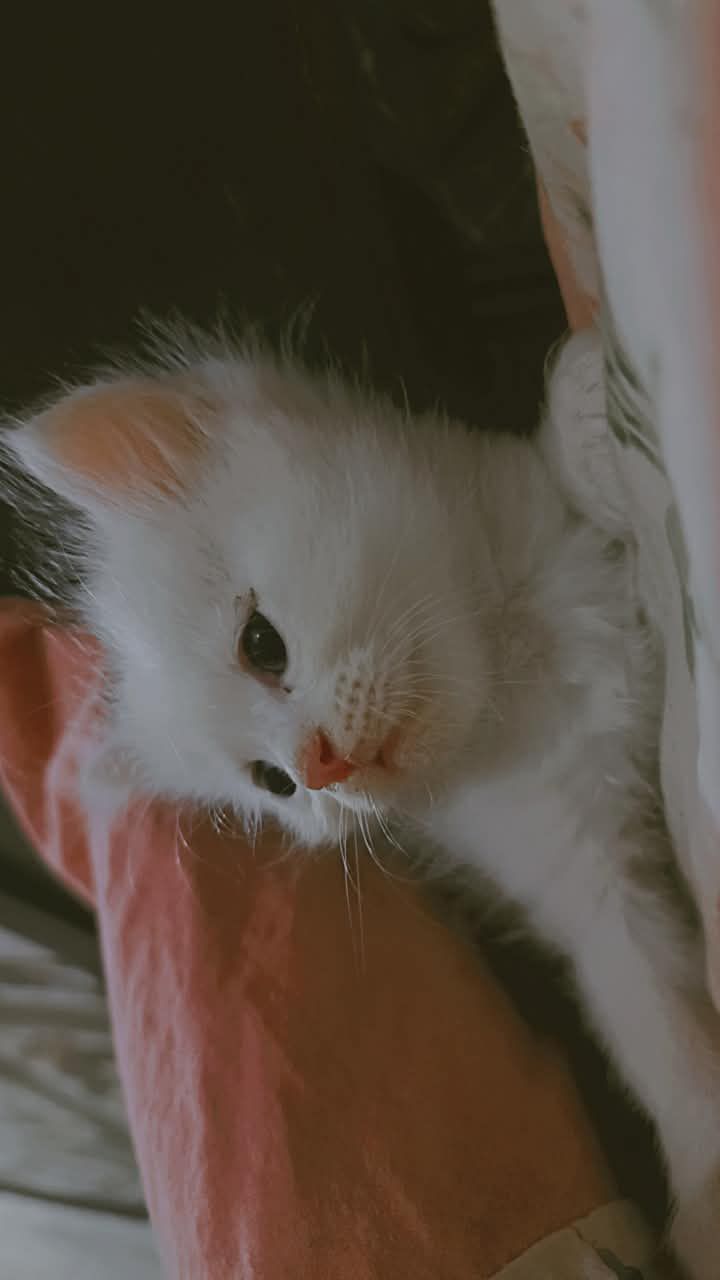 White Odd Eyes Persian kitten available for sale