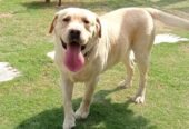 Labrador male available for stud in pedigree