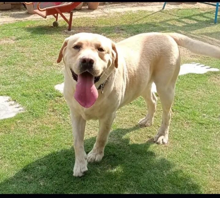 Labrador male available for stud in pedigree