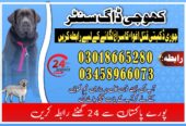 Khoji Dogs Okara 03005373788 | Khoji Kutta Service Okara