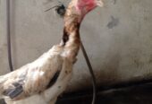 Shamo japanese murgi female sale