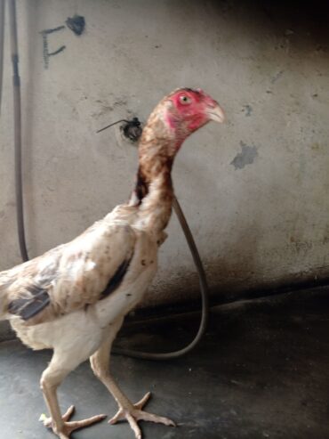 Shamo japanese murgi female sale