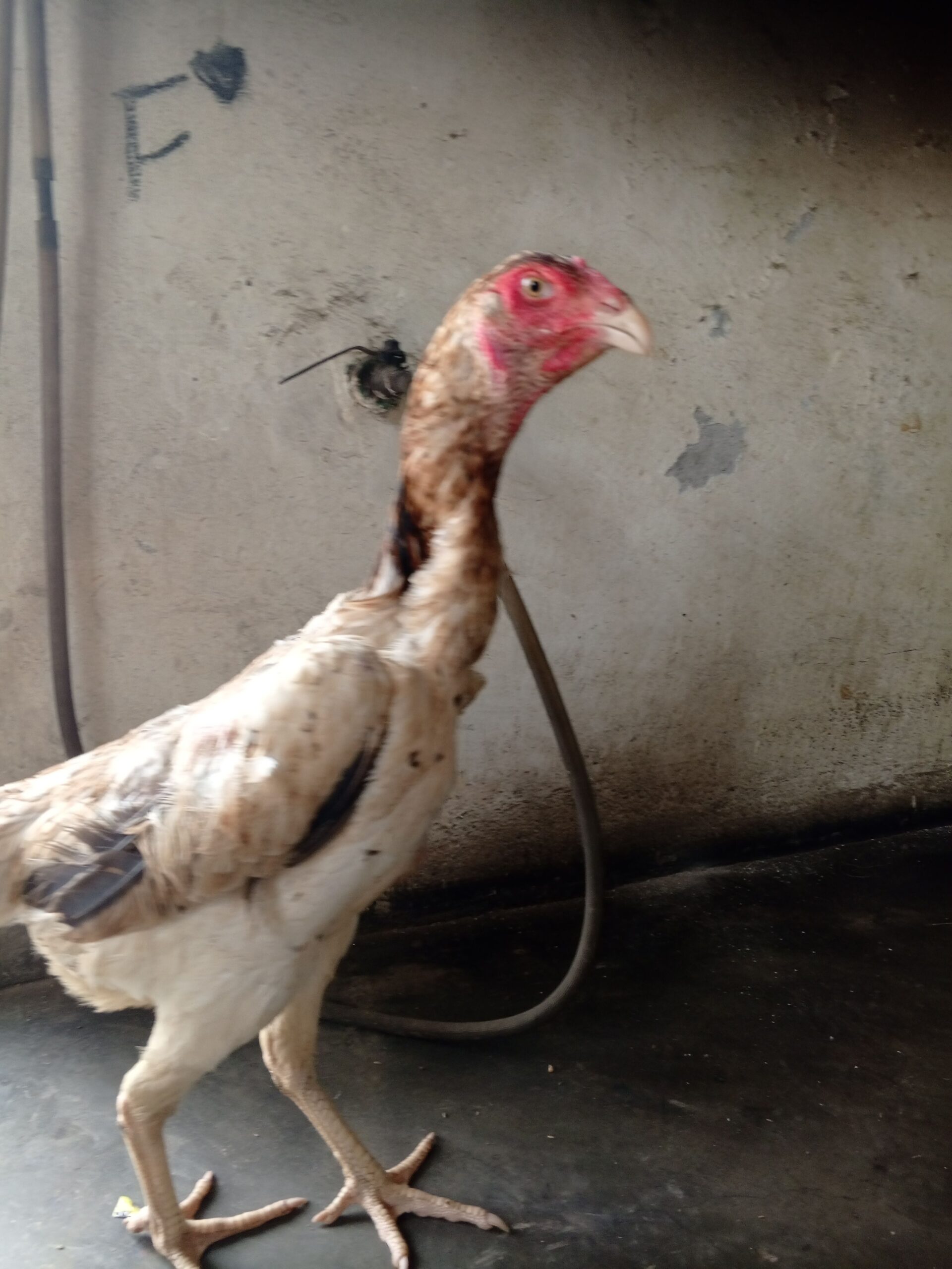 Shamo japanese murgi female sale