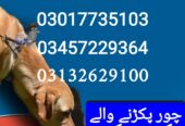 Army dog center sindh 03017735103