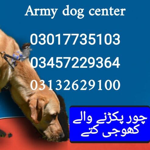 Army dog center sindh 03017735103