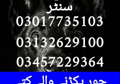 6024d0f3-001c-4837-91d2-a063cbed1cd6
