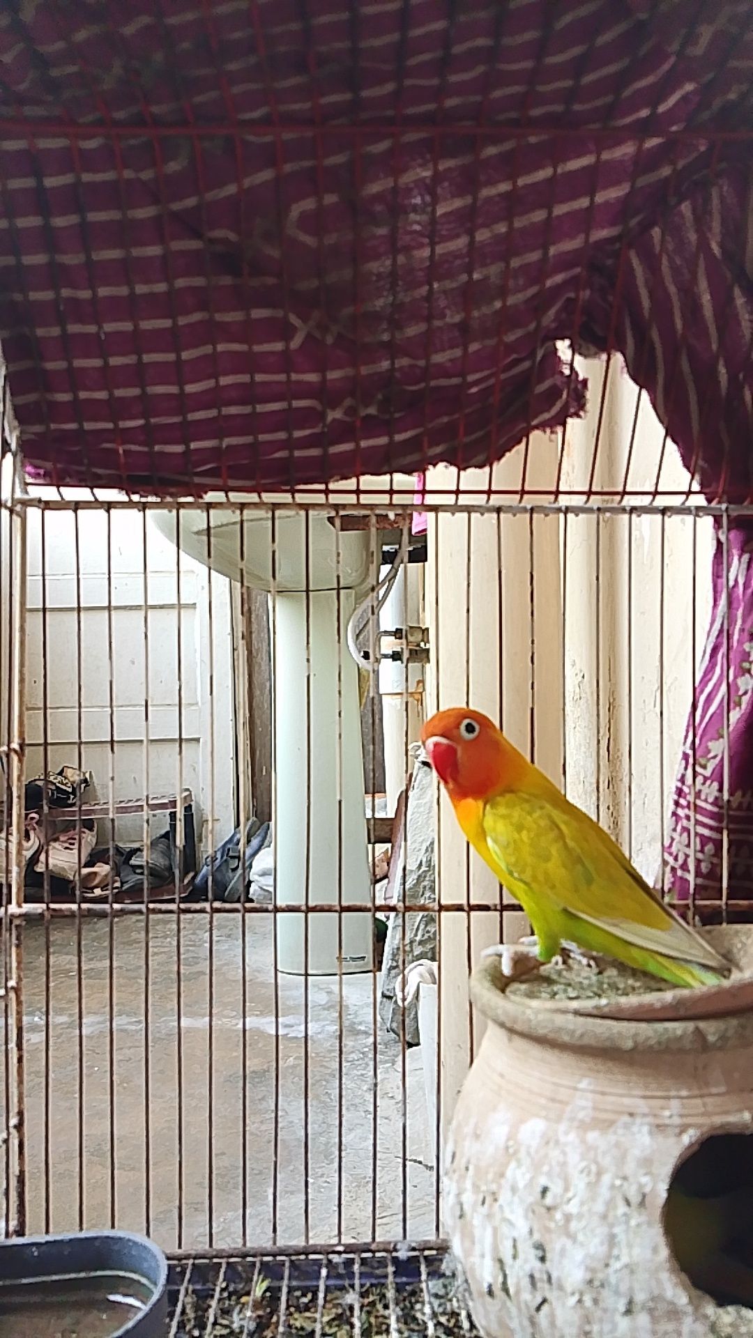 Love birds
